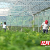 南县：闲置育秧大棚“种出”集体经济新收益