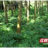 安化黄精标准体系即将发布 开启产业标准化新时代