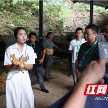 视频丨实地考察，探访安化黄精产业全链发展新实践