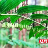 安化黄精：一株“野草”的逆袭