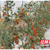 大通湖区金盆镇：小番茄试种成功 九月底可采收