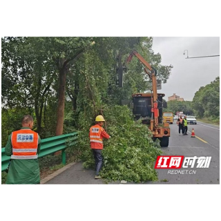 沅江市公路建设养护中心：开展行道树专项整治 筑牢国道安全防线