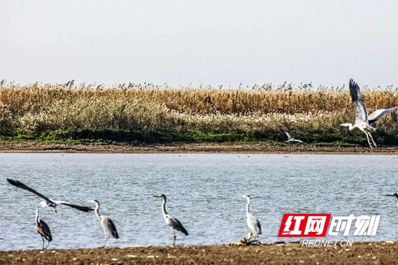 天星洲生态旅游景区.marked.jpg