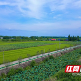 大通湖区北洲子镇：172盏路灯照亮村民“幸福路”