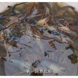 益阳大通湖罗氏沼虾喜获丰收