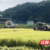 安化茅园村：荒洲崛起“金土地” 农文旅融合启新篇