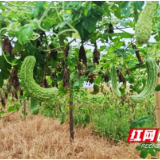 大通湖区三财垸村：订单种植结硕果 村民田间增收忙