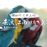 假如今天不上班③丨走，去沅江南洞庭飞鸟乐园