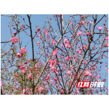 益阳今起迎短暂升温天气 赏梅登山泡温泉正当时