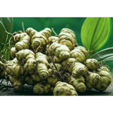 海报 | 安化黄精：冰碛岩上的仙草撑起超70亿元产业版图