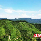 从异乡筑梦到归巢创业 汪怀朱：要让荒山长出“金果子”