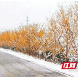 大通湖区北洲子镇：金枝映雪 邂逅冬日里的“金色长廊”