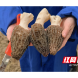 桃江:羊肚菌丰收 “四季车间”撑起“致富伞”
