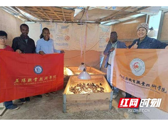益阳职院专家团队援埃塞农业职教结硕果 土鸡种蛋孵化率大幅提升获认可