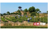 省级项目加持 桃江茶产业向“智”向“质”实现双提升
