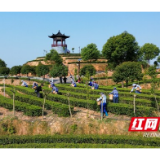 省级项目加持 桃江茶产业向“智”向“质”实现双提升