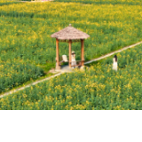 2026沅江春季赏花地图，请收好！