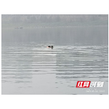 寒江逆行！益阳退役军人勇救落水少年