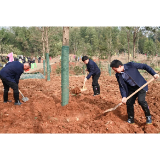 沅江市开展义务植树活动