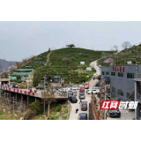桃江：樱映茶山春意浓 茶旅融合迎客来