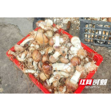 冬闲田变增收田 赫山区兰溪镇赤松茸迎来丰收季