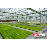 科技赋能育秧 资阳区早稻春耕备耕有序推进