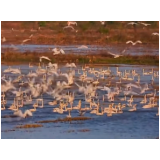 沅江:洞庭湖“护鸟人”为万千羽翼暖冬