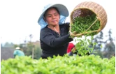 赫山区春茶抢“鲜”上市
