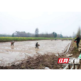 大通湖区千山红镇：精耕细作备春耕 2000亩早稻育秧忙