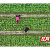 赫山区岳家桥镇：中联重科蔬菜基地逐步投产，现代农业跑出“加速度”