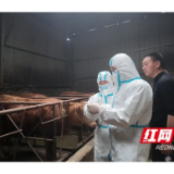 赫山区:兽医社会化服务“春防”全覆盖 专业力量守护畜牧安全