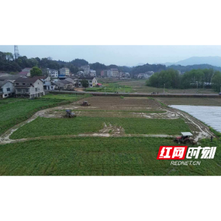 桃江：绿肥种植激活生态增产新动能 冬闲田变身生态良田