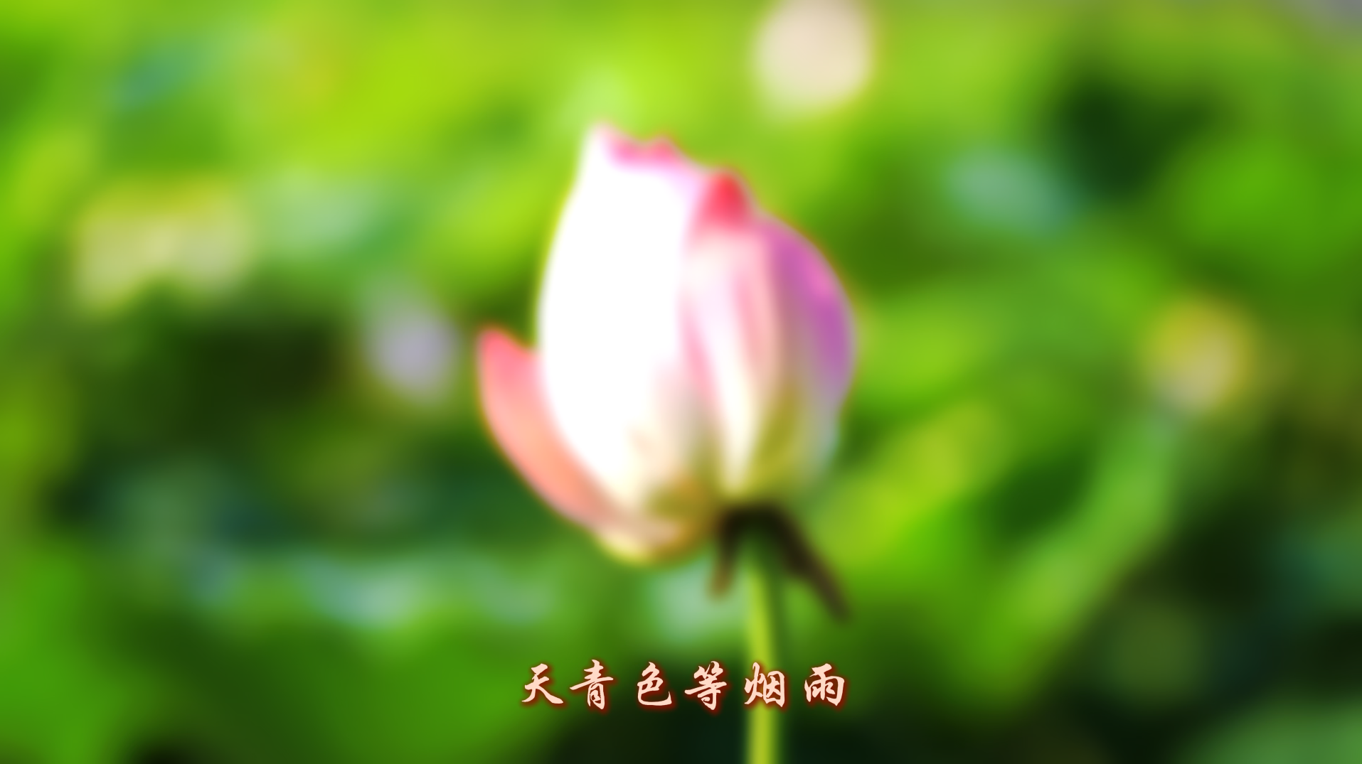 大通湖十里荷花长廊迎游客