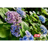 银城花笺·绣球|青龙洲公园绣球盛放 闯入益阳夏日梦幻花海