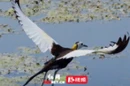 睡莲缀湖面，水凤凰踏波来！国家二级重点保护野生动物水雉现身大通湖