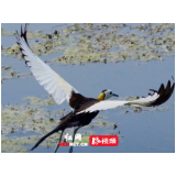 睡莲缀湖面，水凤凰踏波来！国家二级重点保护野生动物水雉现身大通湖