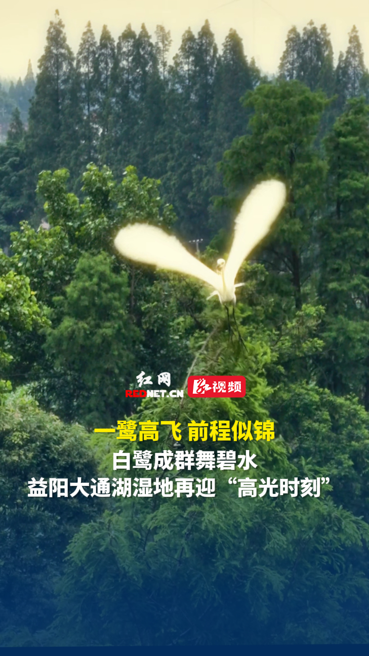 大通湖湿地白鹭成群舞碧水