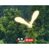 一鹭高飞,前程似锦!大通湖湿地白鹭成群舞碧水