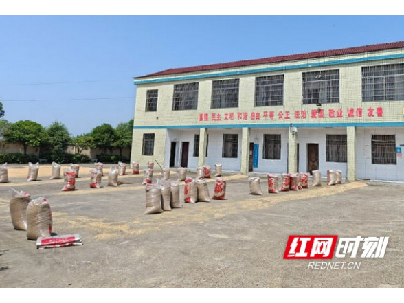 谷粒铺满地 党群零距离——赫山区兰溪镇“晒谷小事”折射民生温情