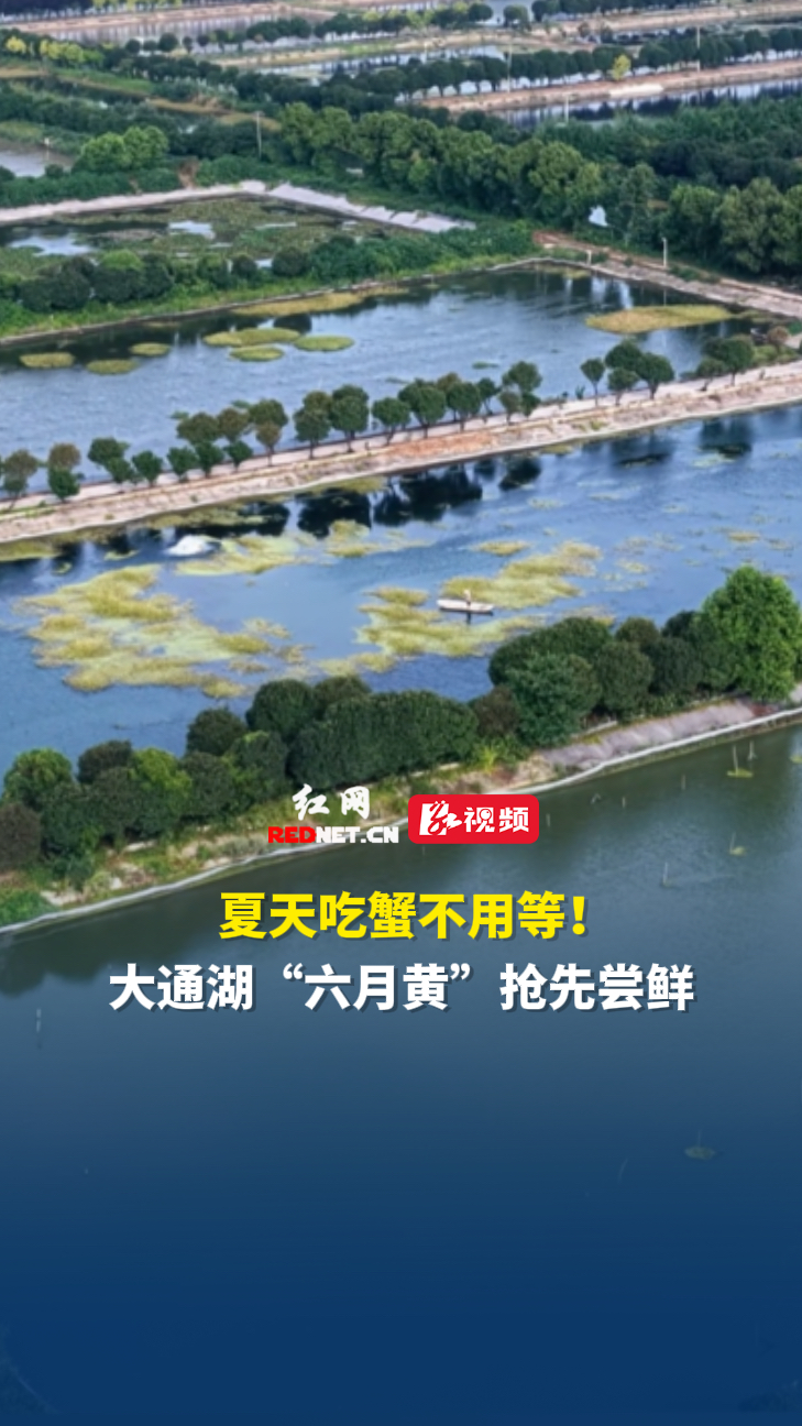 大通湖“六月黄”新鲜出水