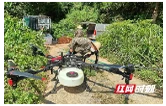 益阳：精准施策抓实黄脊竹蝗防控 实现虫情持续稳控灾害逐年递减