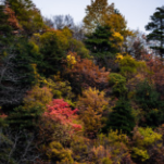 严禁野外用火！长沙发布2024年第2号林长令