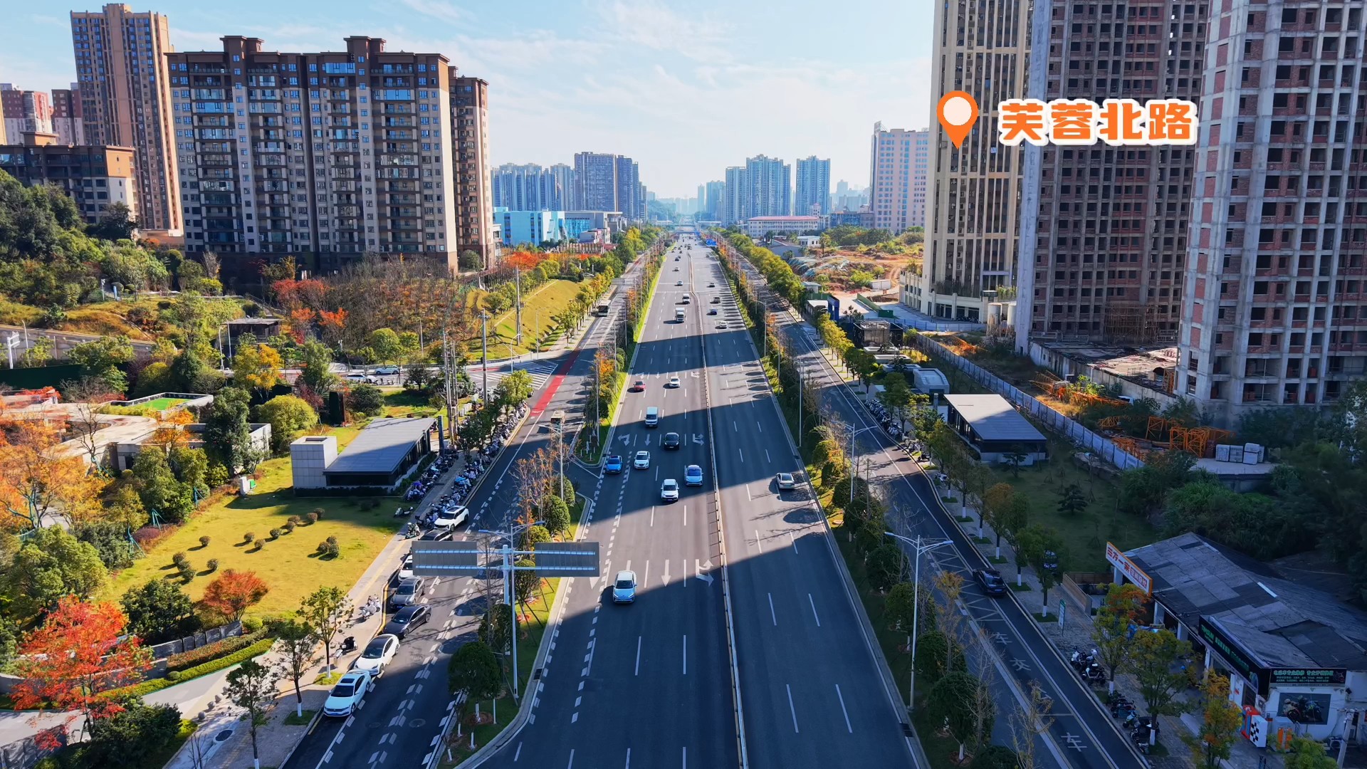 长沙金霞经开区的银杏叶黄了