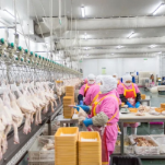 1367.6亿元背后的通“关”密“码”|当日抵港，次日上架！星沙海关助力湖南冰鲜禽肉抢占“鲜”机