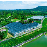 税惠活水润田园  农旅产业迎热浪