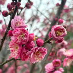 南郊公园梅花想“开”了，快来沉浸式赏梅吧