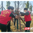 雨花税务：共建绿色家园 青年在行动