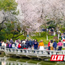 进入最佳观赏期！快来望月公园“解锁”超出圈的早樱美景