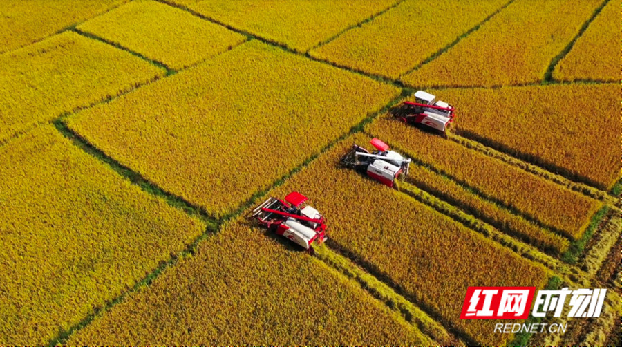 4-瑶珍种植基地_副本.jpg 4-瑶珍种植基地_副本.jpg