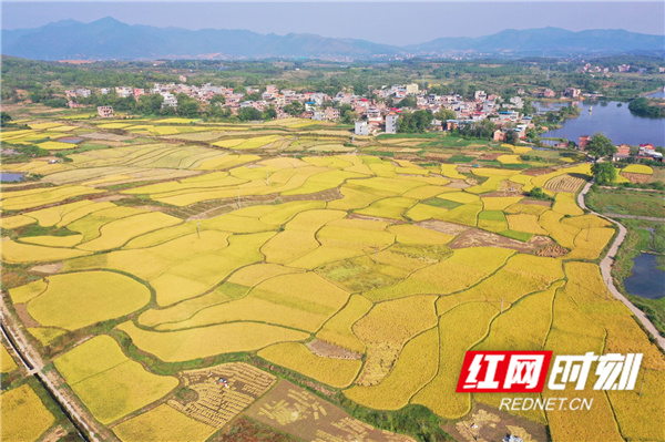 永州市道县白马渡镇樟武坊村，金色晚稻将村庄装扮得格外漂亮。.jpg